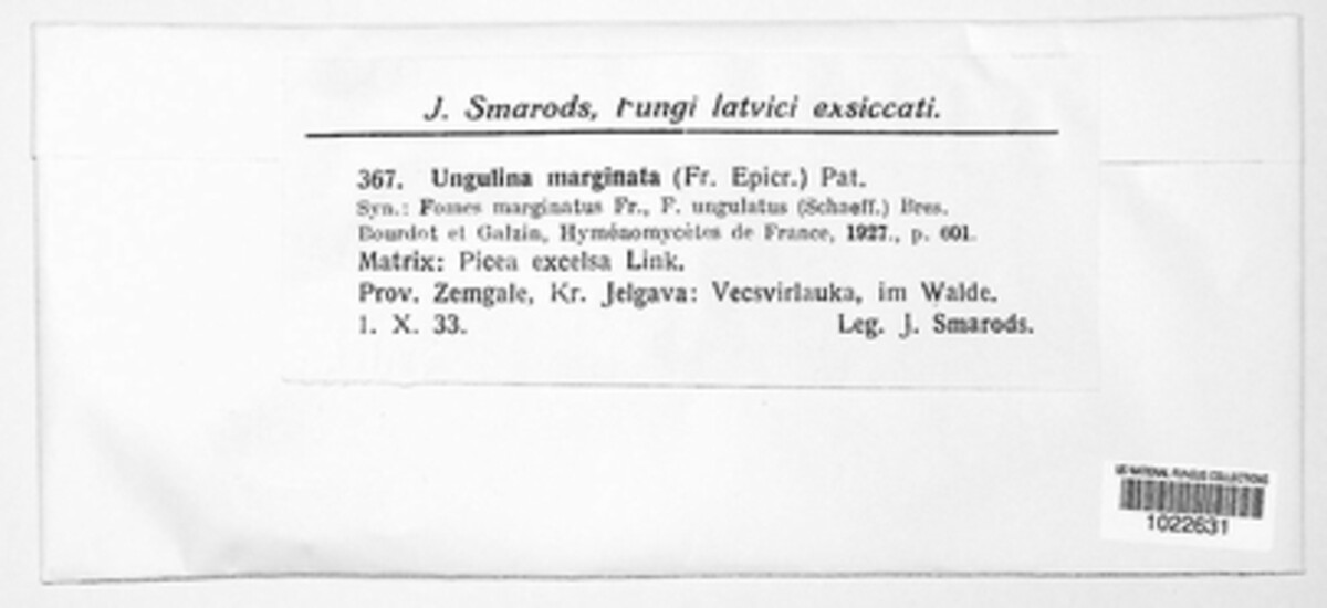 Fomitopsis pinicola image